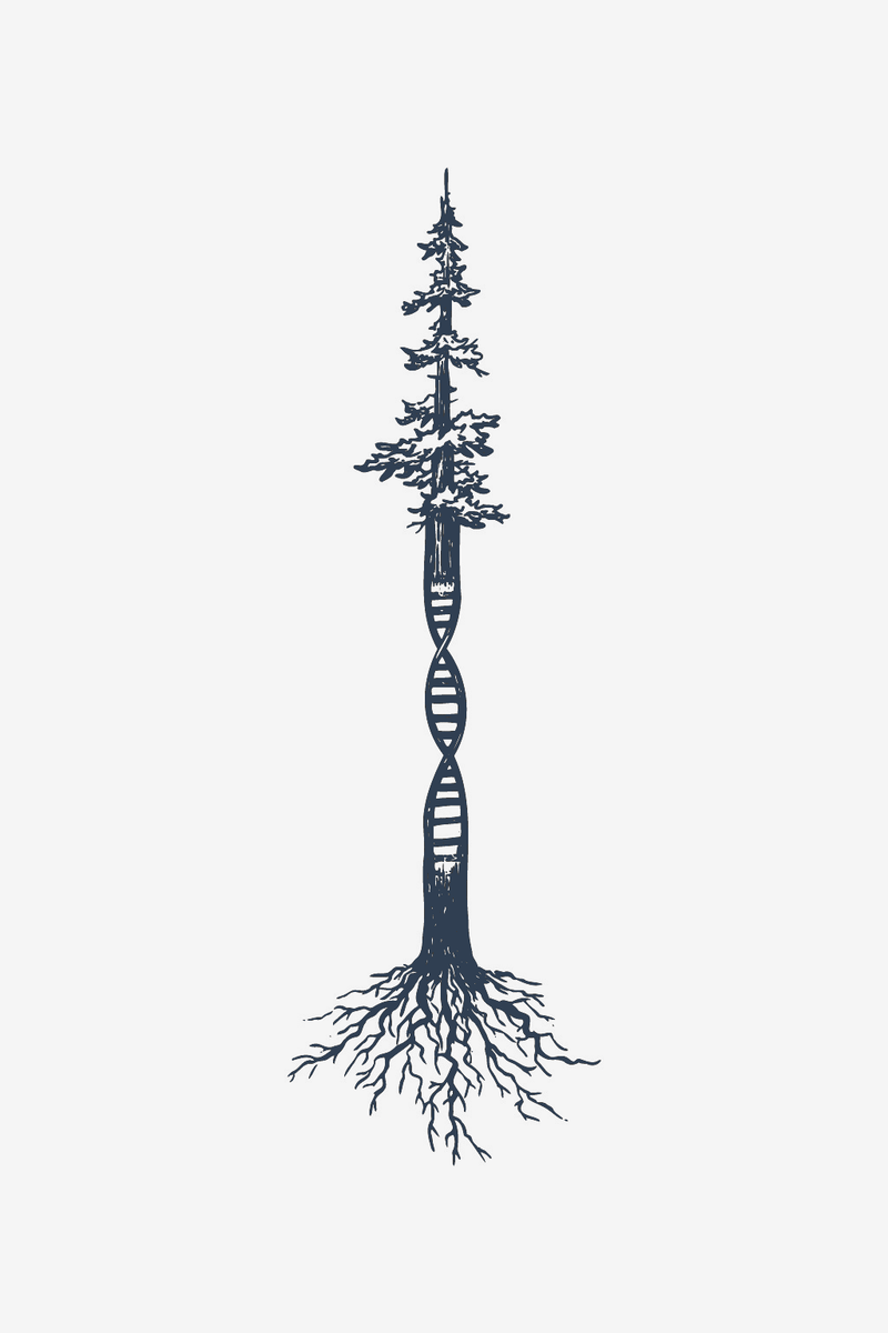 Evoluție